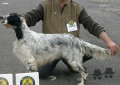 Setter Anglais ATHOS DU BEC ÉTOILE